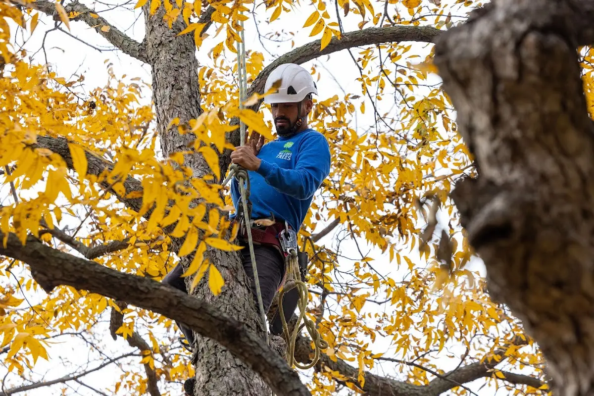 Skilled Tree Planing crew working in Hialeah